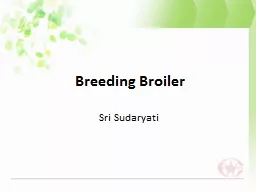 Breeding Broiler Sri Sudaryati