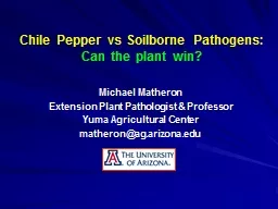 Chile Pepper  vs   Soilborne