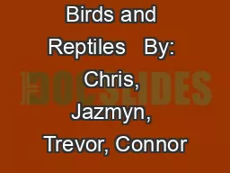 Birds and Reptiles   By: Chris, Jazmyn, Trevor, Connor