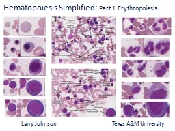 Hematopoiesis  Simplified: