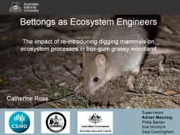 Bettongs as Ecosystem Engineers