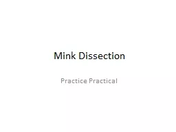 Mink Dissection Practice Practical