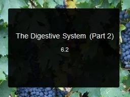 The Digestive System (Part 2)