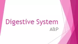 Digestive System A&P