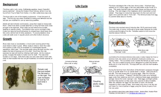 Background The blue crabs Latin name Callinectes sapid