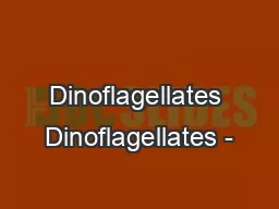 Dinoflagellates Dinoflagellates -