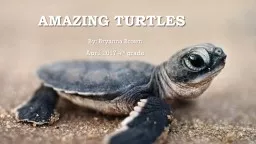 Amazing Turtles By: Bryanna Brown
