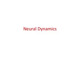 Neural Dynamics The   FitzHugh-Nagumo