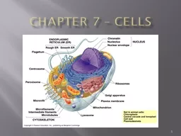 Chapter 6 – Cells 1 Light Microscopes