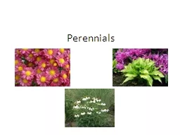 Perennials Canna  x  generalis