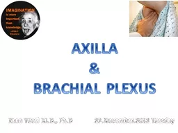 Axilla & Brachial plexus