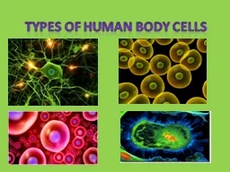 Types of Human Body Cells