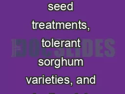 Impact of insecticide seed treatments, tolerant sorghum varieties, and planting date on