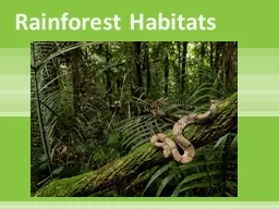 Rainforest Habitats Description
