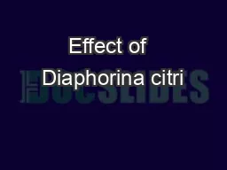 Effect of  Diaphorina citri
