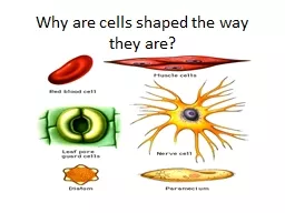 Why are cells shaped the way they are?
