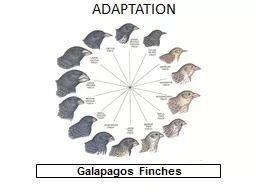 ADAPTATION Galapagos Finches