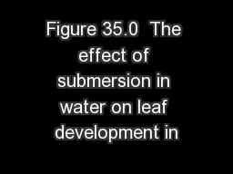 Figure 35.0  The effect of submersion in water on leaf development in