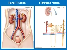 Renal Fraction                     Filtration Fraction