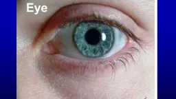 Eye Human head Objectives