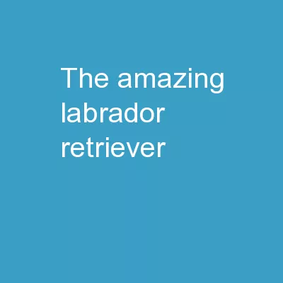 The Amazing Labrador Retriever