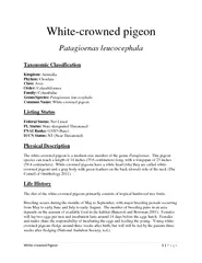 White crowned p igeon Patagioenas leucocephala Taxonom
