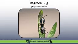 Bagrada  Bug ( Bagrada
