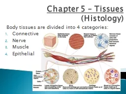 Chapter 5 – Tissues  (Histology)