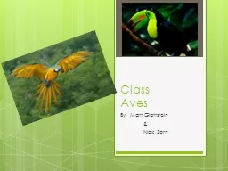 Class Aves By  Matt  Glattstein