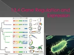 13.4 Gene Regulation and Expression