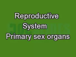 Reproductive System   Primary sex organs