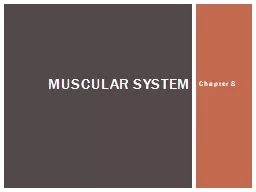 Chapter 8 Muscular system