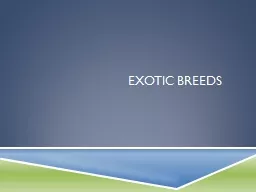 Exotic Breeds Angora Rabbit