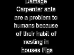 Structural Damage Carpenter ants are a problem to humans because of their habit of nesting