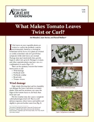 f the leaves on your vegetable plants are twisted or c