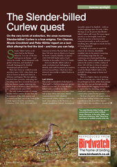 lenderbilled Curlew is the rarest bird in the Western