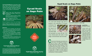 For more information about cycad scale on sago palm ca