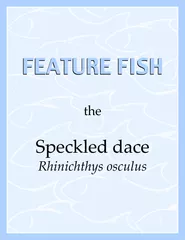 FEATURE FISH FEATURE FISH Speckled dace Rhinichthys os