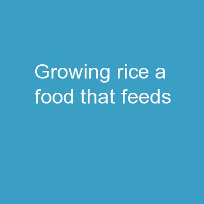 Growing Rice A Food That Feeds