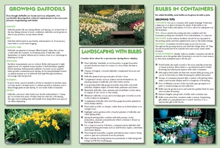 BULBS IN CONTAINERS For added  exibility most bulbs ca