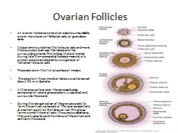 Ovarian Follicles An ovarian follicle consists of an