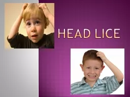 Head Lice What are Head Lice?
