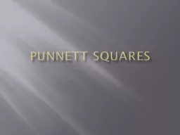 Punnett  Squares Tuesday - Bellwork