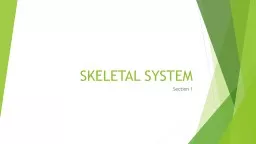 SKELETAL SYSTEM Section 1