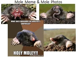 Mole Meme & Mole Photos