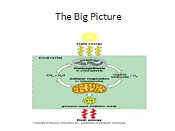 The Big Picture Cellular Respiration - Overview