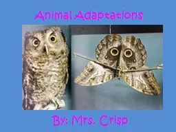 By: Mrs. Crisp Animal Adaptations