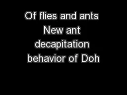 Of flies and ants New ant decapitation behavior of Doh