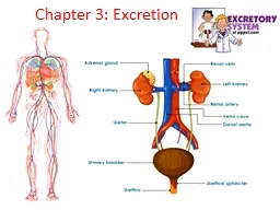 Chapter 3: Excretion Human Excretory Organ