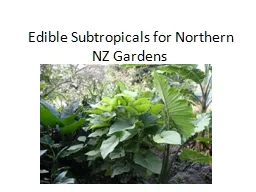 Edible  Subtropicals  for Northern NZ Gardens